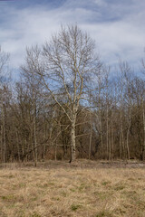 Tree without leaves
