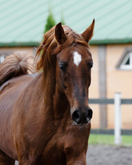 Head of a beautiful chestnut arabian horse, portrait in motion closeup.