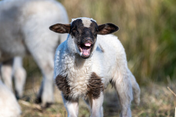 sheep - sheep portrait - brown sheep - white sheep