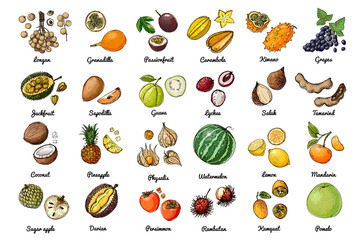 Vector food icons of fruits. Colored sketch of food products. Watermelon, apricot, pineapple