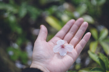 桜吹雪、緑の庭に落ちた桜の花を持つ手