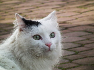 kot domowy biały