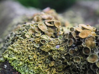  Italia , porosty na dachu wyglądające jak  " kosmiczna " flora . Italia, lichen on the roof that looks like "space" flora. © Grzegorz