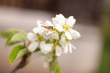 A wasp on a flowering branch. White flowers on a tree branch with an insect. The tree blooms in spring