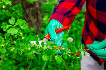 The process of pruning bushes in the garden. A woman gardener trims bushes in the backyard.
