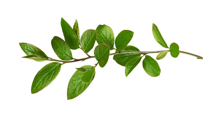 Twig with spring green leaves isolated