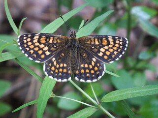 Obraz na płótnie Canvas Motyl (Euphydryas maturna) przeplatka maturna. Butterfly (Euphydryas maturna) interlaced with maturna.