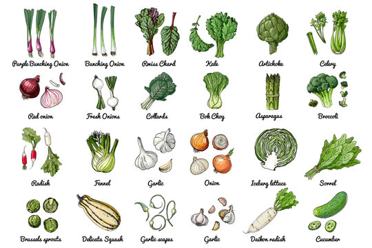 Vector food icons of herbs and vegetables, salads and spices. Colored sketch of food products. ceberg lettuce, sorrl, daikon radish, cucumber