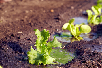 Lettuce seedlings in a garden bed in spring