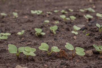 Radish sprouts sprang up in the ground. A bed of young radishes grows in the garden. Radish leaves.