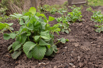 Garden strawberries. Beds with strawberry bushes after the rain. Moist soil.