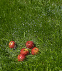 Large ripe red apples in green juicy grass sprayed from a stream of water. Wash fruits in the garden.