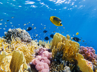 colorful corals and exotic fishes at the bottom of the red sea. beautiful natural summer background