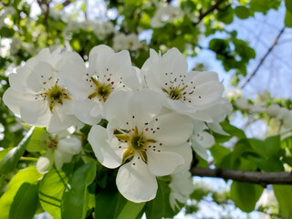 Fototapeta premium apple tree blossom