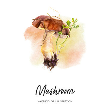 Mushroom watercolor illustration isolated on splash background