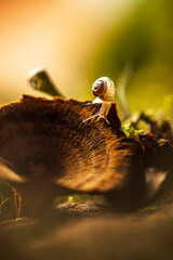 macro plants moss snail flowers drops forest
