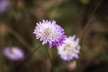 purple flowers in a field