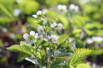 Obraz premium Strawberry plants with white flowers in a garden bed.