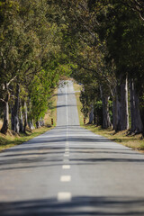Country road. Road tunnel of trees. 