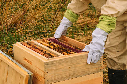 A Beekeeper In Protective Gear Inspects Hives With Bees. Wooden Frames With Honey. Pumping Out Honey. Beekeeping In Nature. Apiary