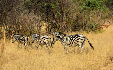 Fototapeta na wymiar zebra in the grasses