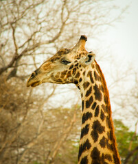 Giraffe neck in Zimbabwe, Africa