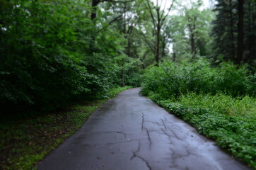 Road in the forest