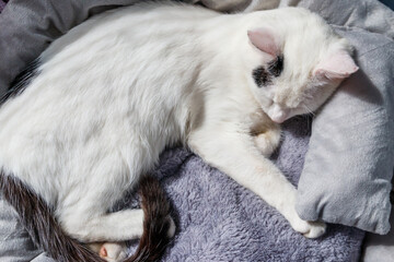 Fototapeta na wymiar White cat lying in his soft cozy cat bed