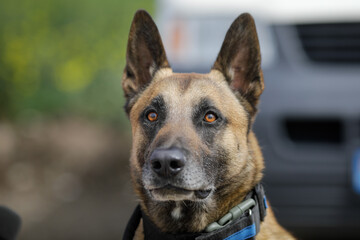 Shallow depth of field (selective focus) portrait of a Belgian Malinois trained dog.