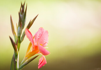 Fresh pink Flowers close-up, with copy space and blurred background, with water droplets on the petals.