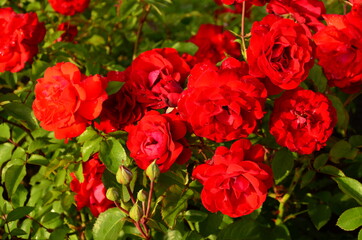 Red roses