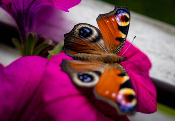 Butterfly, Peacock Eye, Aglais io