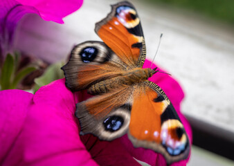 Butterfly, Peacock Eye, Aglais io