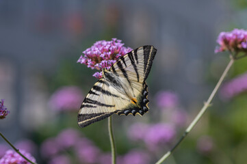 Verbena bonariensis vervain purpletop flowering plant with white black butterfly scarce swallowtail Iphiclides podalirius