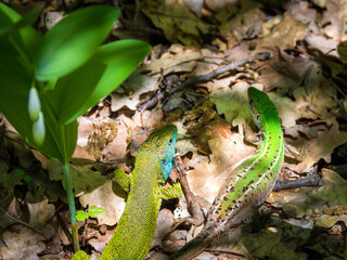 couple of emerald lizards on forest floor