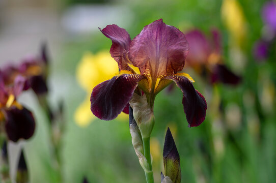 Iris germanica ornamental flowers in bloom, beautiful tall flowering Siberian flag plants in garden