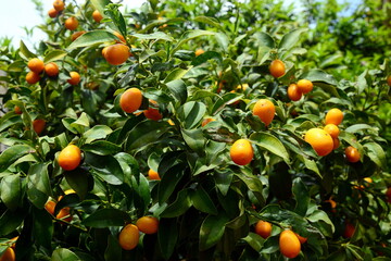 China-The kumquat or cumquat is a small fruit tree belonging to the Rutaceae family.