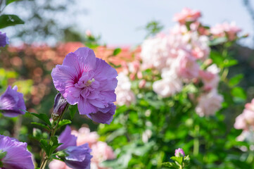 Fototapeta premium Hibiscus syriacus korean rose or syrian ketmia shrub in bloom, rose mallow flowering plants