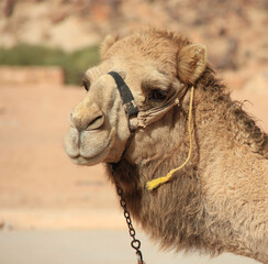 Head of a camel in a Bedouin camp in Wadi Rum, Jordan