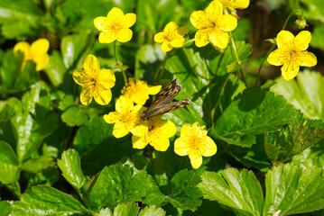Speckled Wood Butterfly (Pararge aegeria) perched on yellow marsh marigold in Zurich, Switzerland