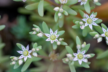 Sedum hispanicum Spanish stonecrop small white flowering plant, tiny flowers in bloom