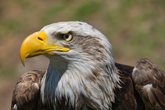 Aguila real america de perfil