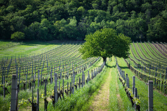 Tree between vineyards near jois and winden in Burgenland