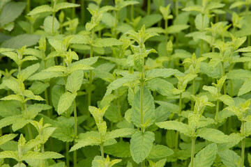 Mint strawberry (Mentha X piperita 'Strawberry')  © Danny