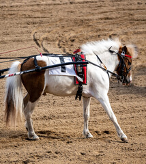 children's pony runs at the racetrack on a sunny day
