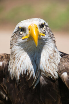 águila real americana mirando de frente