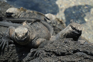 Galapagos
