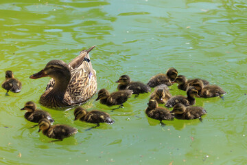 Mallard With Ducklings in a lake