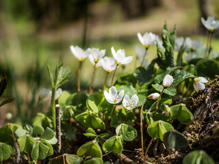 
Close-up of white oxalis flowers or hare grass with green small leaves in the forest. Kislitsa grew on an old tree stump. Flowers are drawn to the sun. Oxalis bloom in spring in May.
