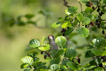 M&ouml;nchsgrasm&uuml;cke